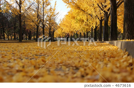 街道樹 行道樹 柱廊 4673616