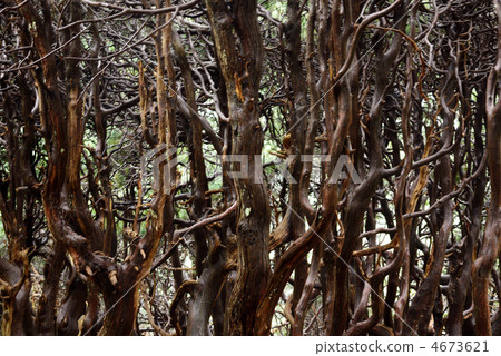 Takano Maki group forest 4673621