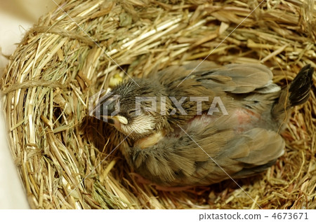 Fumigator的小妞 4673671