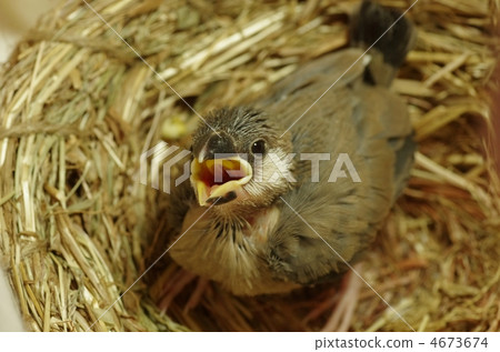 Fumigator的小妞 4673674