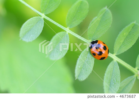 Ladybug in fresh green 4673687