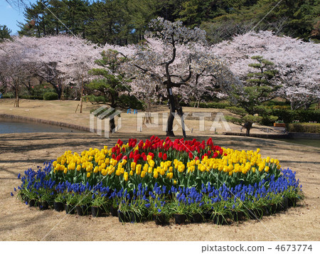 Hamamatsu Flower Park · Tulip's flower bed and cherry blossoms 4673774