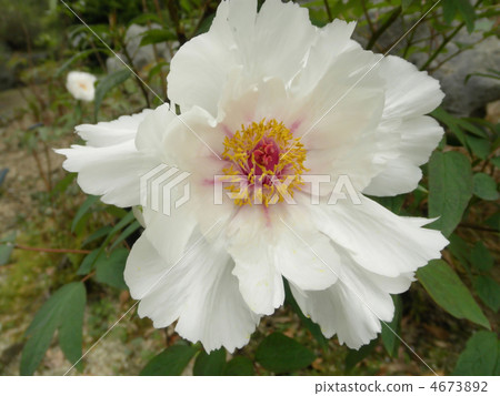 White peony flower language: stature of the champion A White Camellia White peony flower language: stature of the champion A White Camellia 4673892