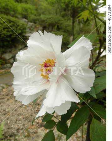 White peony flower language: stature of the champion A White Camellia 4673894