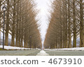 Metasequoia's tree-lined avenue Metasequoia's tree-lined avenue 4673910