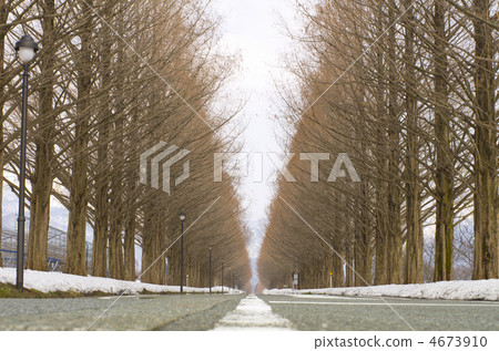 Metasequoia's tree-lined avenue Metasequoia's tree-lined avenue 4673910