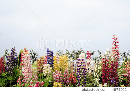 Lupine Lupine 4673911