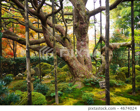 京都大原Hokusensan裱花園秋天 京都大原Hokusensan裱花園秋天 4674024