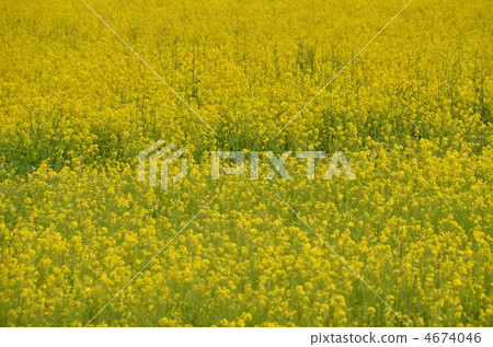 Rapeseed field Rapeseed field 4674046