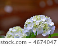 Hydrangea flowering in the temple 4674047