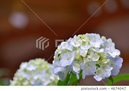 Hydrangea flowering in the temple Hydrangea flowering in the temple 4674047