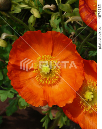 Poppy 4674185