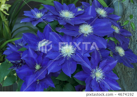 藍特森 藍特森 4674192
