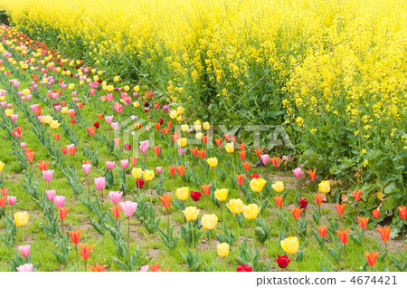 Tulips and rape blossoms in full bloom 4674421