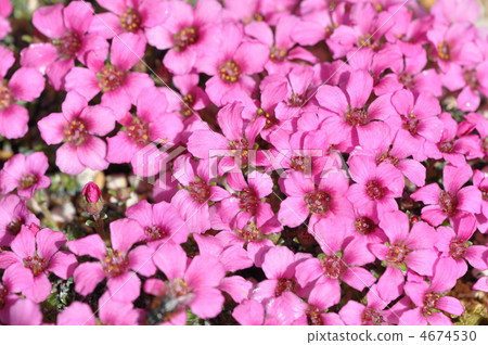 Saxiflaga·Polyanrica 4674530