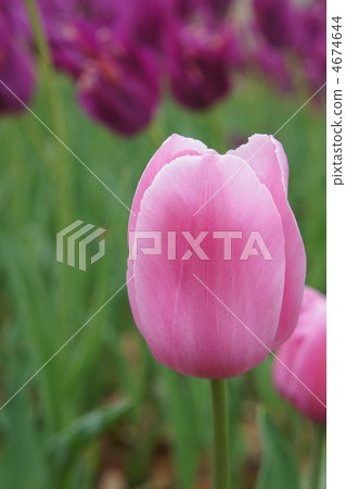 Tulip Mistress 4674644