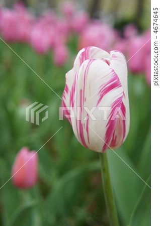 Tulip Mistress Tulip Mistress 4674645