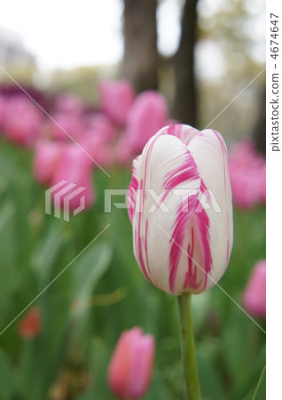 Tulip Mistress 4674647