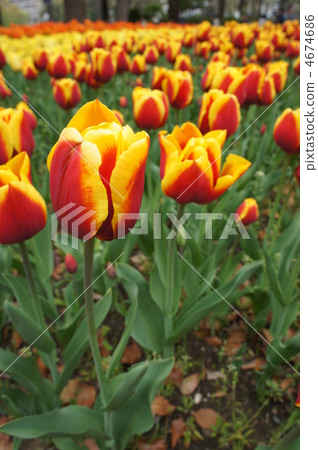 五顏六色的鬱金香Keesnellis 五顏六色的鬱金香Keesnellis 4674686