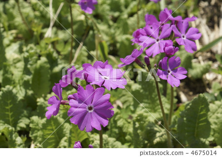 報春花 大頭照 戶外 4675014