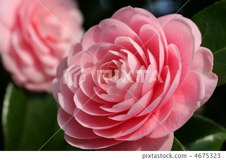Camellia 4675323