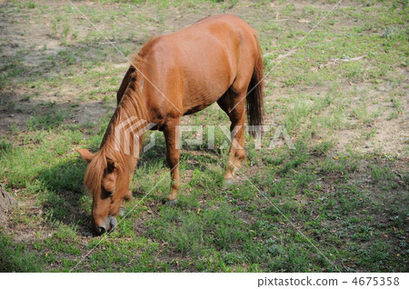 野間天王寺動物園 4675358