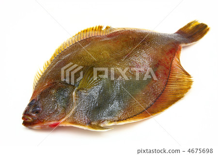 Fresh fishes flounder on white background Fresh fishes flounder on white background 4675698