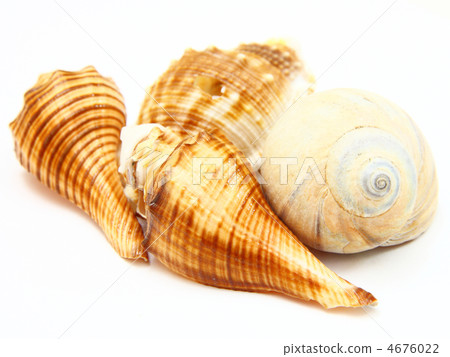 Sea shell with reflection on white background Sea shell with reflection on white background 4676022