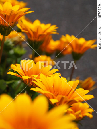 勳章菊屬 4676129