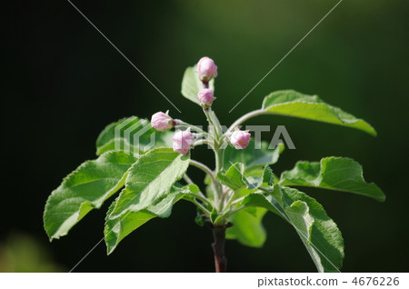 Hymelingo的芽 Hymelingo的芽 4676226