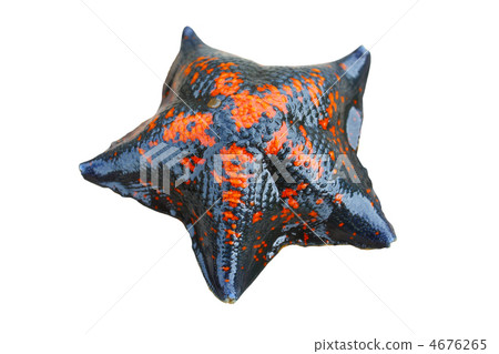Starfish 4676265