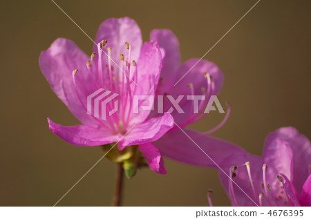 Kobanomitsu azalea 4676395