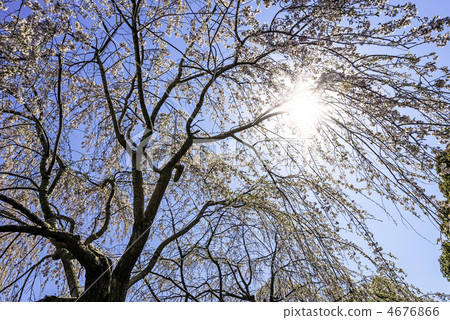 Weeping cherry tree 4676866