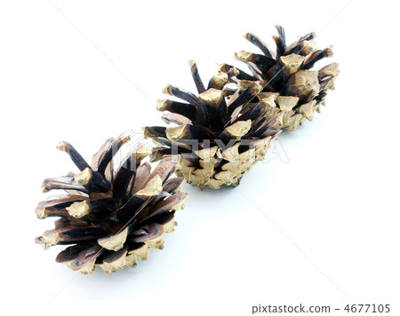 Pine cones Pine cones 4677105