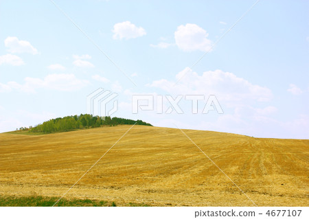 Yellow field and blue sky. Yellow field and blue sky. 4677107