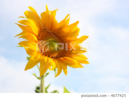 Beautiful sunflower against blue sky Beautiful sunflower against blue sky 4677425