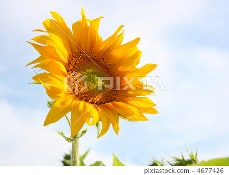 Beautiful sunflower against blue sky Beautiful sunflower against blue sky 4677426