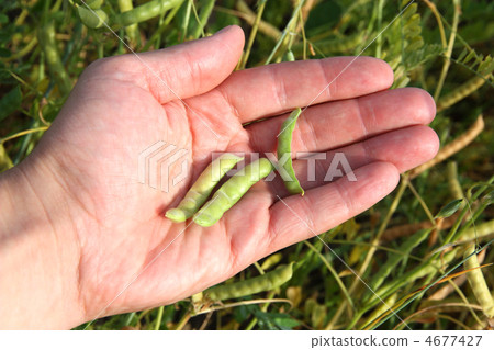 Human hands pouring soy beans after harvest Human hands pouring soy beans after harvest 4677427