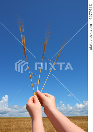 hand holding ears of wheat against blue sky hand holding ears of wheat against blue sky 4677428