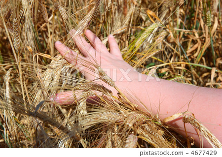 hand holding ears of wheat hand holding ears of wheat 4677429