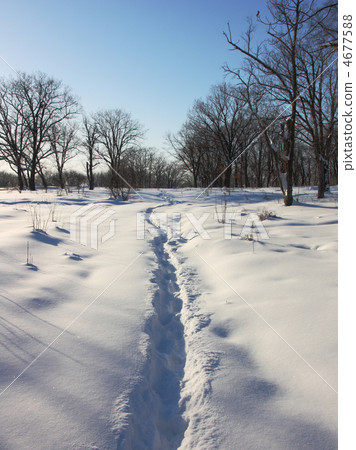 Path through winter woods Path through winter woods 4677588