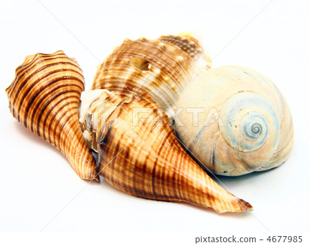 Sea shell with reflection on white background Sea shell with reflection on white background 4677985