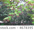 maple, botanic, botanical 4678395
