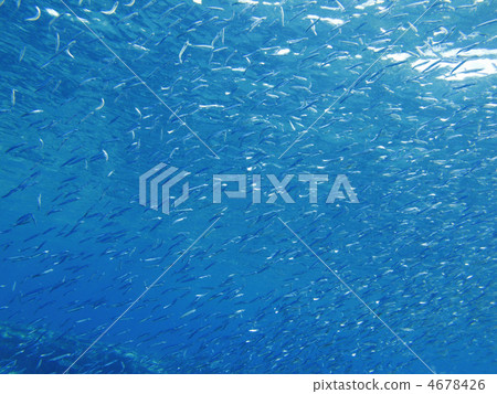 新城海岸 宮古島 水生的 4678426