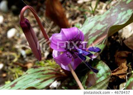 Katakuri花 Katakuri花 4678437