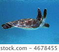 海龜 海洋動物 新城海岸 4678455