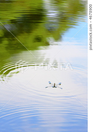 水黽 水黽 4678900