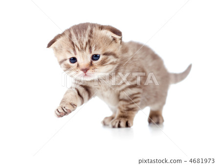 baby kitten first step baby kitten first step 4681973