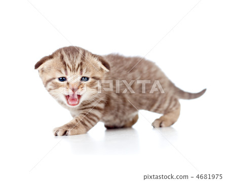 Scottish fold meowing kitten isolated on white Scottish fold meowing kitten isolated on white 4681975