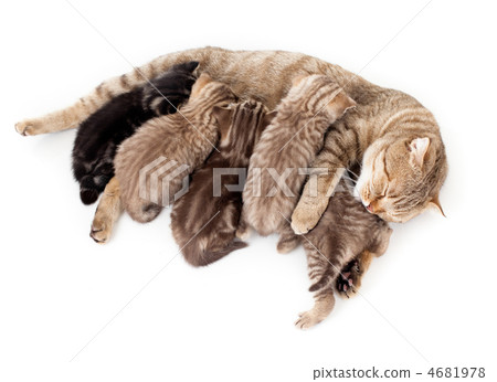 five kittens brood feeding by mother cat isolated 4681978